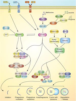 Dietary Energy Modulation and Autophagy: Exploiting Metabolic Vulnerabilities to Starve Cancer